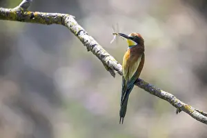 Europäische Bienenfresser Drucke: Bienenfresser (Merops apiaster), Rheinland-Pfalz.