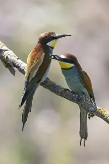 Europäische Bienenfresser Drucke: Bienenfresser (Merops apiaster), Rheinland-Pfalz