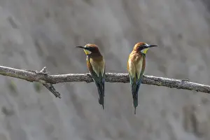 Europäische Bienenfresser Drucke: Bienenfresser (Merops apiaster), Rheinland-Pfalz