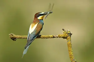 Europäische Bienenfresser Drucke: Bienenfresser (Merops apiaster) sitzt auf Ast.
