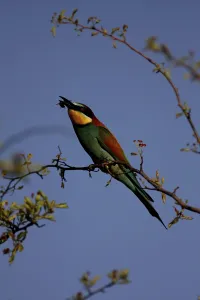 Deserted Tree Branch Scene Drucke: Bee-eater, Merops apiaster, sitting on a branch