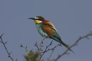 Deserted Tree Branches Drucke: Bee-eater, Merops apiaster, sitting on a branch
