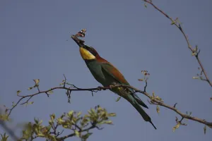 Central European Wildlife Animals Drucke: Bee-eater, Merops apiaster, sitting on a branch