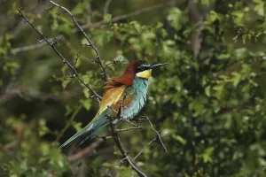 Deserted Tree Branches Drucke: Bee-eater, Merops apiaster, sitting on a branch