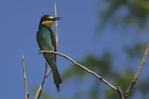 Bird Photography Austria Drucke: Bee-eater, Merops apiaster, sitting on a branch