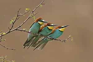 European Bee Eater Drucke: Bee-eater (Merops apiaster) sitting on a branch