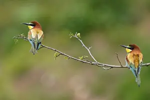 European Bee Eater Drucke: Bee-eater (Merops apiaster) sitting on a branch