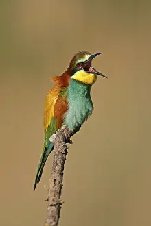 European Bee Eater Drucke: Bee-eater (Merops apiaster) sitting on a branch
