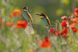 European Bee Eater Drucke: Bee-eater (Merops apiaster) sitting on a branch