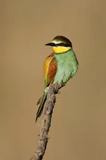 European Bee Eater Drucke: Bee-eater (Merops apiaster) sitting on a branch