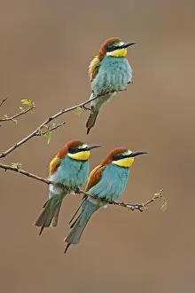 European Bee Eater Drucke: Bee-eater (Merops apiaster) sitting on a branch