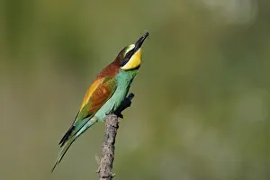 Central Europe Bird Life Drucke: Bee-eater (Merops apiaster) sitting on a branch