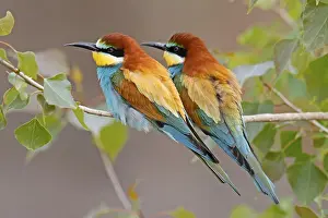 Drucke von Schleiereule (Merops apiaster) sitzt auf einem Ast, Rheinland-Pfalz, Deutschland Deutschland Drucke: Schwalbenstar (Merops apiaster) sitzt auf einem Ast.