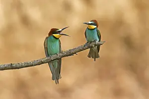 European Bee Eater Drucke: Bee-eater (Merops apiaster) sitting on a branch