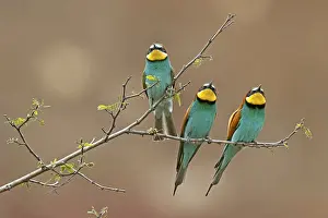 European Bee Eater Drucke: Bee-eater (Merops apiaster) sitting on a branch