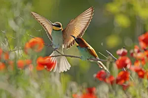 European Bee Eater Drucke: Bee-eater (Merops apiaster) sitting on a branch