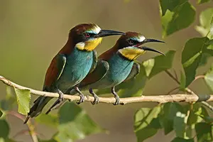 European Bee Eater Drucke: Bee-eater (Merops apiaster) sitting on a branch