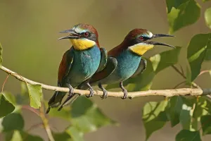 European Bee Eater Drucke: Bee-eater (Merops apiaster) sitting on a branch