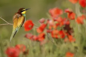 European Bee Eater Drucke: Bee-eater (Merops apiaster) sitting on a branch