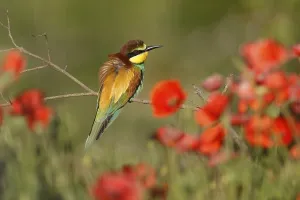 European Bee Eater Drucke: Bee-eater (Merops apiaster) sitting on a branch