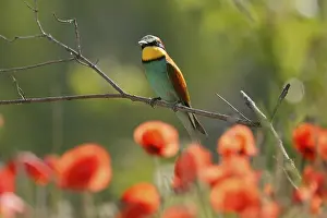 European Bee Eater Drucke: Bee-eater (Merops apiaster) sitting on a branch