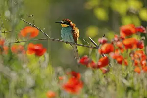 European Bee Eater Drucke: Bee-eater (Merops apiaster) sitting on a branch