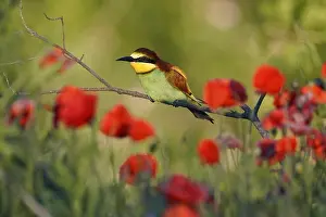 European Bee Eater Drucke: Bee-eater (Merops apiaster) sitting on a branch