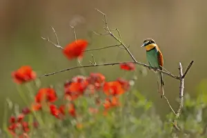 European Bee Eater Drucke: Bee-eater (Merops apiaster) sitting on a branch