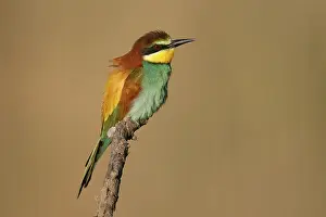 European Bee Eater Drucke: Bee-eater (Merops apiaster) sitting on a branch