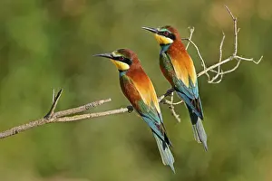 European Bee Eater Drucke: Bee-eater (Merops apiaster) sitting on a branch