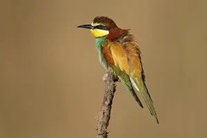 European Bee Eater Drucke: Bee-eater (Merops apiaster) sitting on a branch