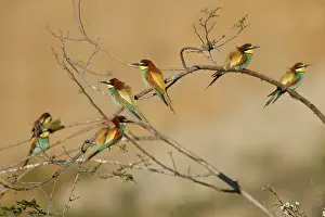 European Bee Eater Drucke: Bee-eater (Merops apiaster) sitting on a branch
