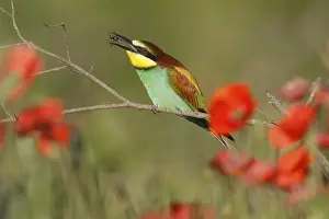 European Bee Eater Drucke: Bee-eater (Merops apiaster) sitting on a branch