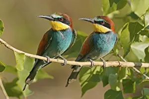 European Bee Eater Drucke: Bee-eater (Merops apiaster) sitting on a branch