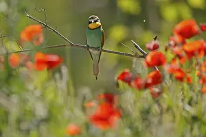 European Bee Eater Drucke: Bee-eater (Merops apiaster) sitting on a branch