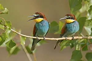 European Bee Eater Drucke: Bee-eater (Merops apiaster) sitting on a branch