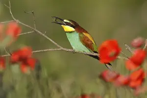 European Bee Eater Drucke: Bee-eater (Merops apiaster) sitting on a branch