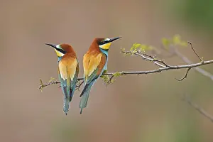 European Bee Eater Drucke: Bee-eater (Merops apiaster) sitting on a branch