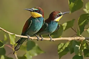 European Bee Eater Drucke: Bee-eater (Merops apiaster) sitting on a branch