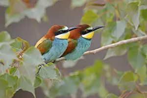Bienenfresser (Merops apiaster) sitzt auf einem Ast.