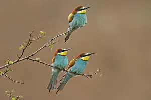 Europäische Bienenfresser Drucke: Bienenfresser (Merops apiaster) sitzt auf einem Ast.