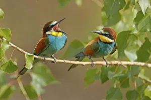 Europäische Bienenfresser Drucke: Schleiereule (Merops apiaster) sitzt auf einem Ast.