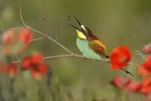 Europäische Bienenfresser Drucke: Bienenfresser (Merops apiaster) sitzt auf einem Ast.