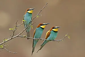 Europäische Bienenfresser Drucke: Schwalbenstar (Merops apiaster) sitzt auf einem Ast.