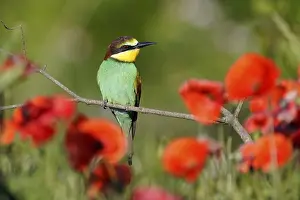 Europäische Bienenfresser Drucke: Bienenfresser (Merops apiaster) sitzt auf einem Ast.