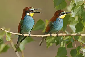 Europäische Bienenfresser Drucke: Bienenfresser (Merops apiaster) sitzt auf einem Ast.
