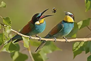 European Bee Eater Drucke: Bee-eater (Merops apiaster) sitting with insect on a branch