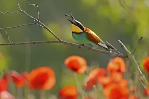 European Bee Eater Drucke: Bee-eater (Merops apiaster) sitting with insect on a branch