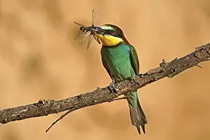 European Bee Eater Drucke: Bee-eater (Merops apiaster) sitting with insect on a branch