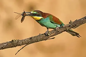 European Bee Eater Drucke: Bee-eater (Merops apiaster) sitting with insect on a branch